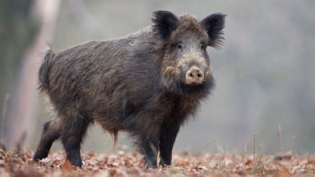 UK border security warning as African swine fever hits Spain