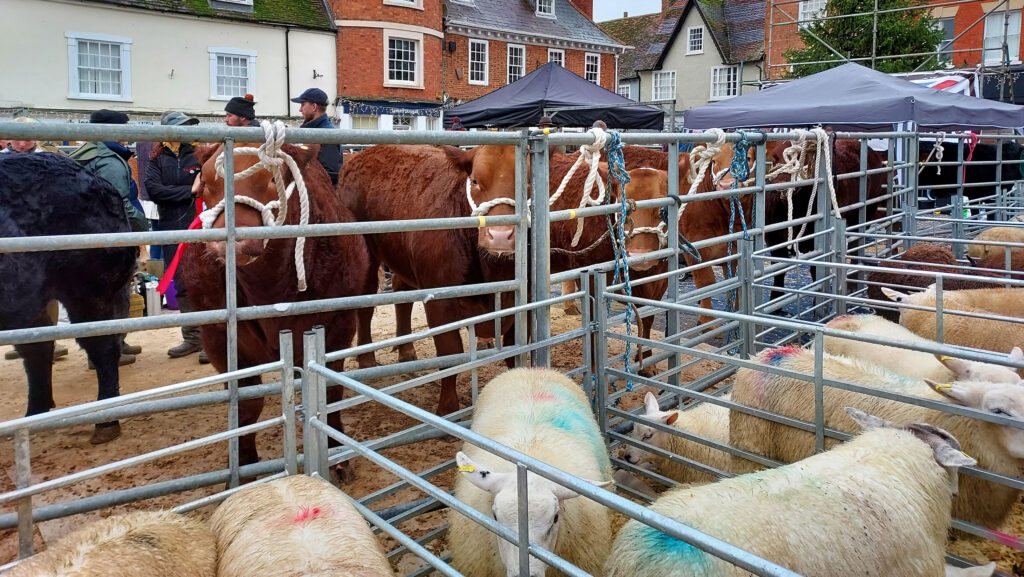 Winslow Primestock show pens