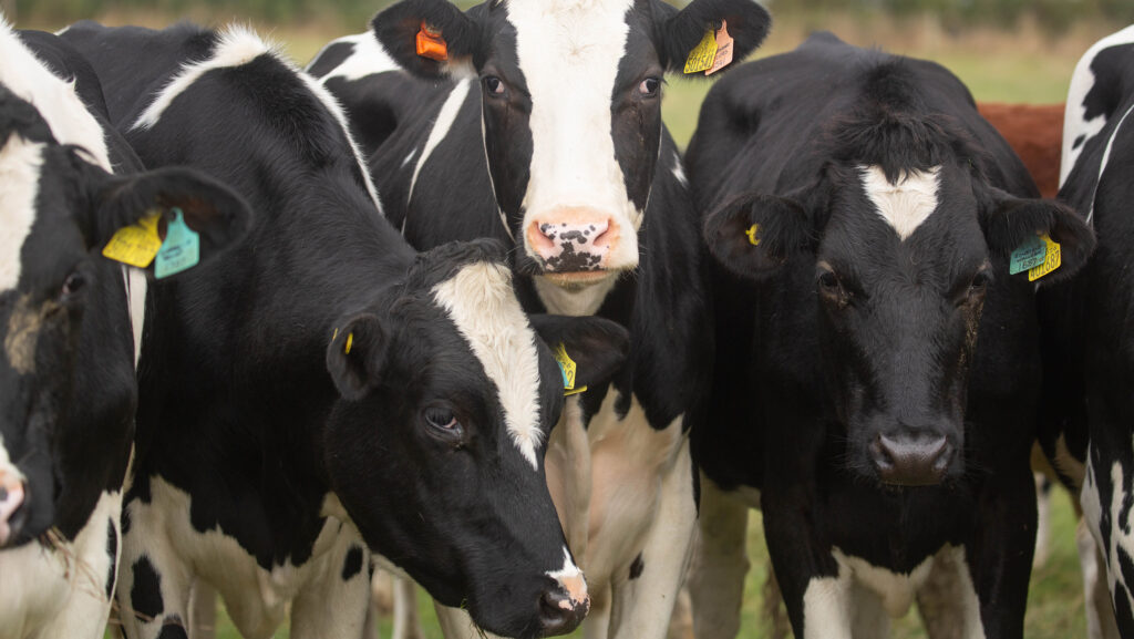 Heifer housing plan approved at major dairy farm