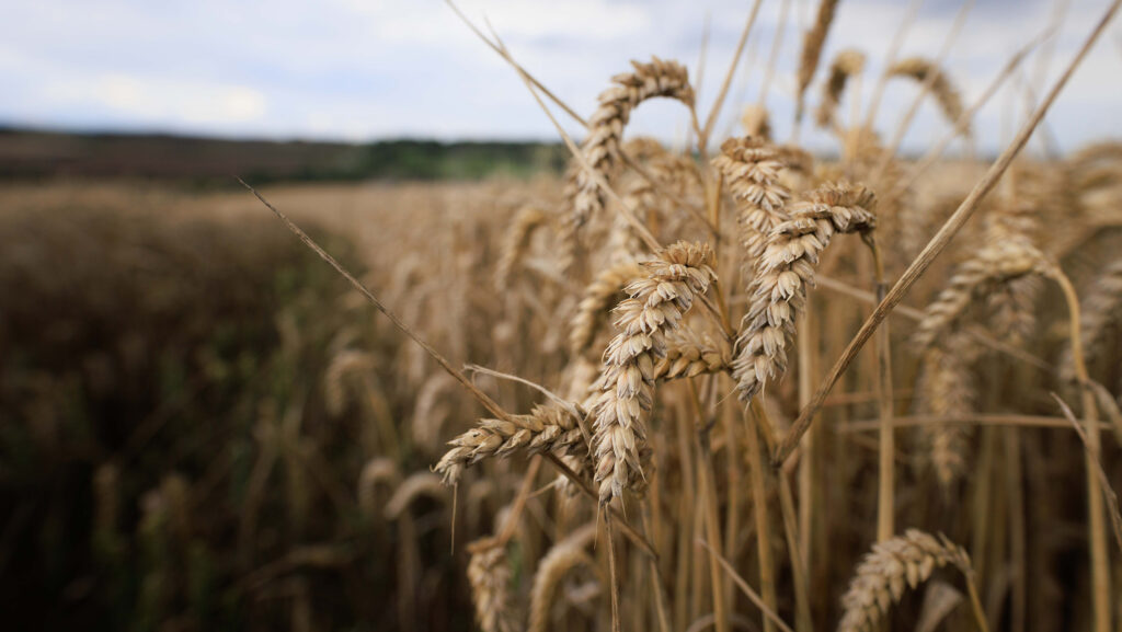 Crumpets made from 100% British regen wheat launched