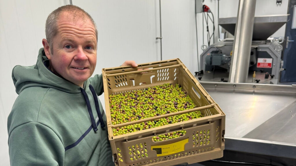 Farmer with English grown olives