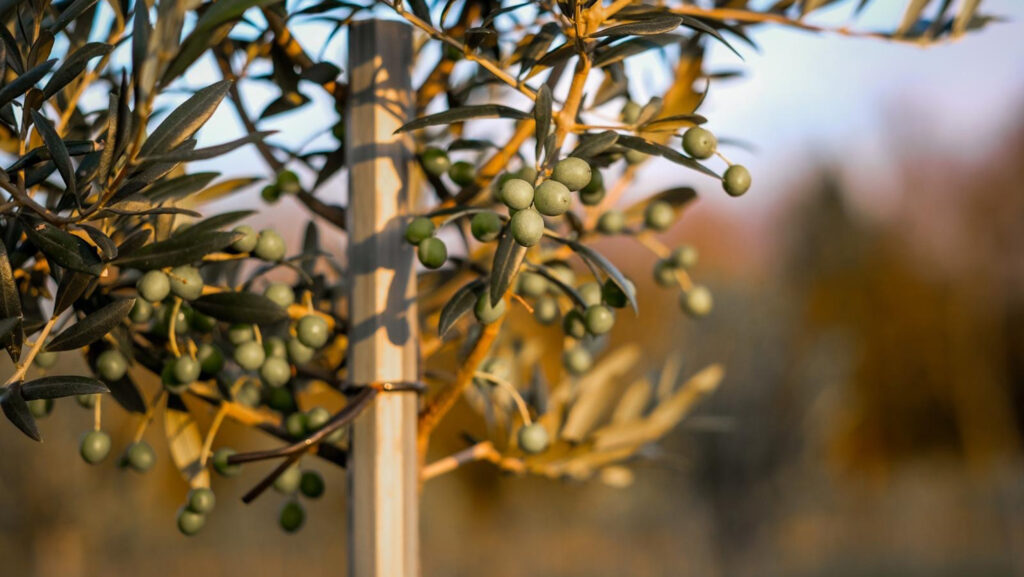 © The English Olive Co