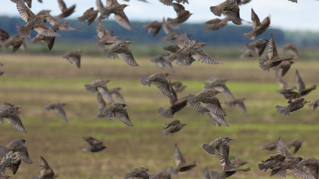 New app to facilitate next years Big Farmland Bird Count