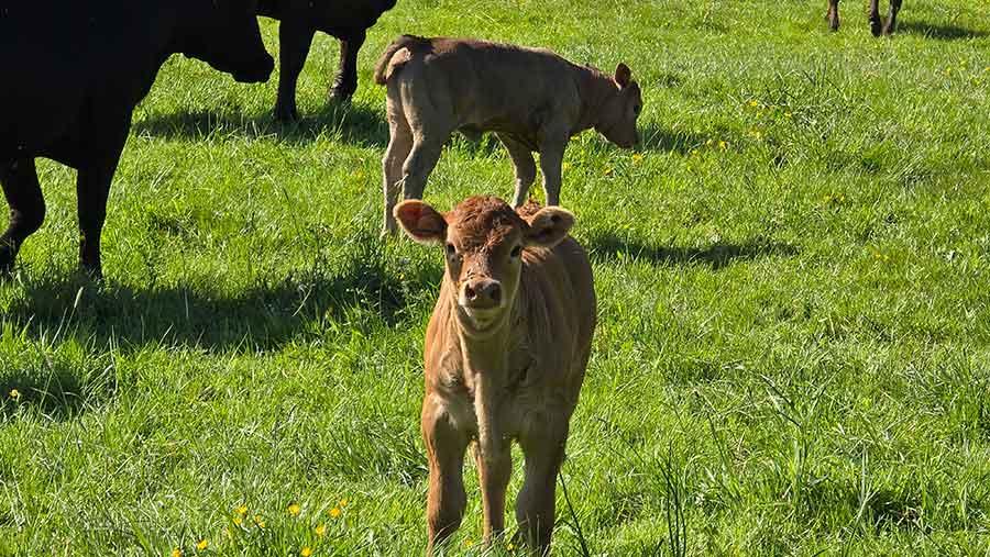 Calf