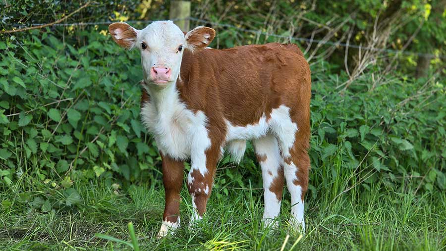 Calf