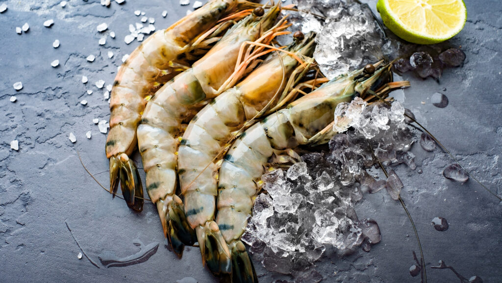 UK trials land-based king prawn farming diversification