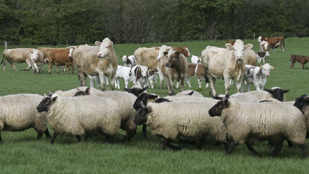 UK beef and sheep numbers contract while prices hold up