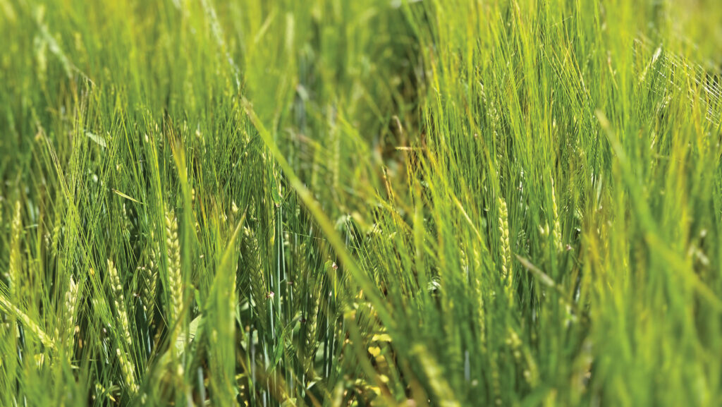 Close-up of green barley crop