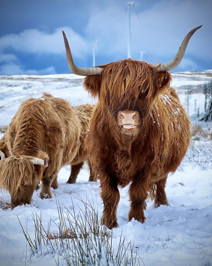 Highland cow in the snow