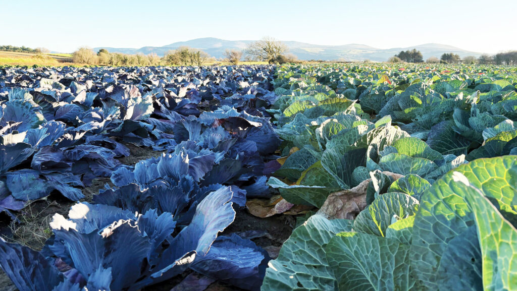 Cabbage crop