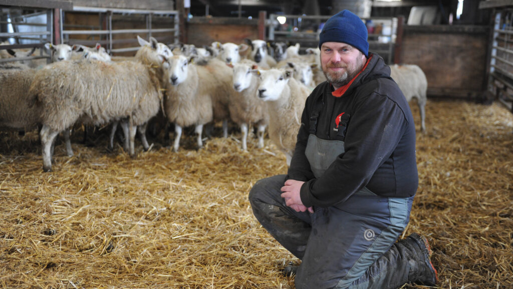 Chris Davies with pregnant ewes