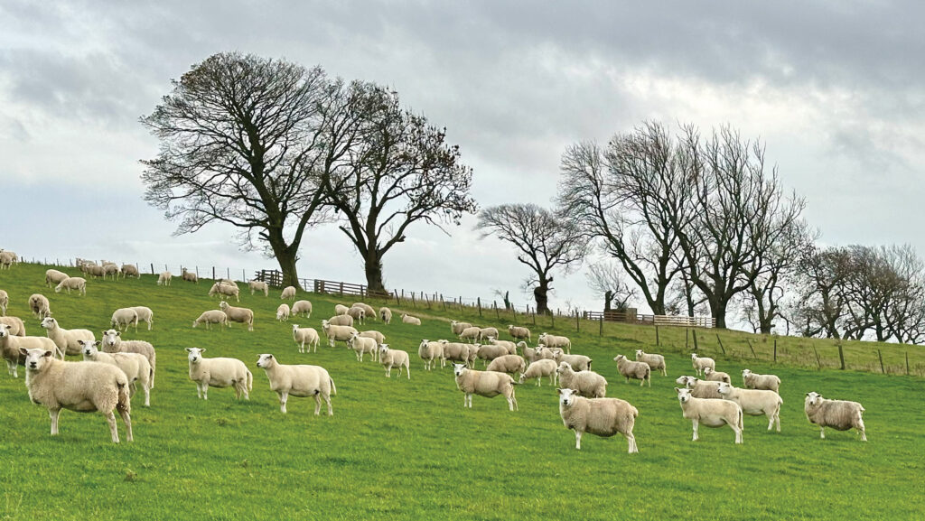 Colt Park Farm Lleyn and Easycare ewes © MAG/Judith Tooth