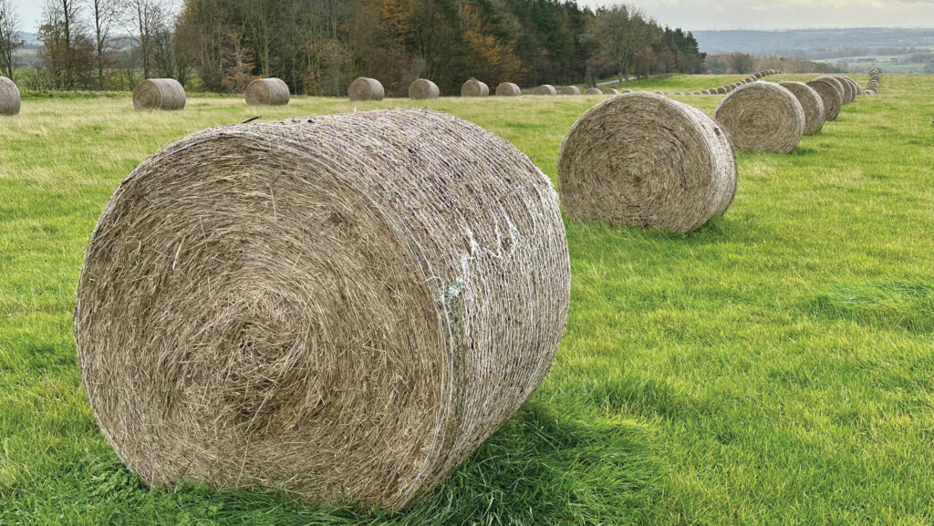 Colt Park Farm bale grazing on deferred greass