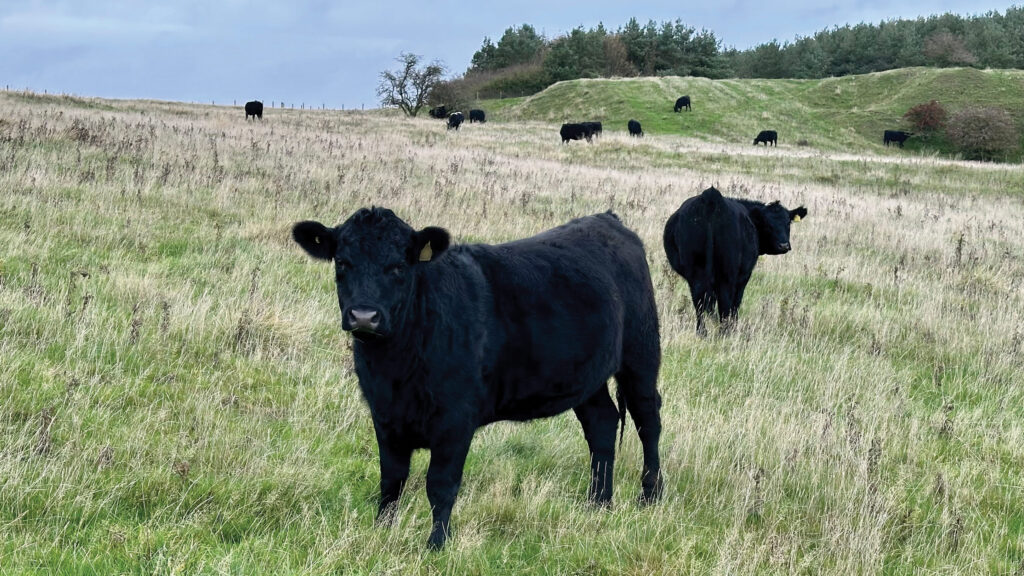 Colt Park Farm in-calf heifers