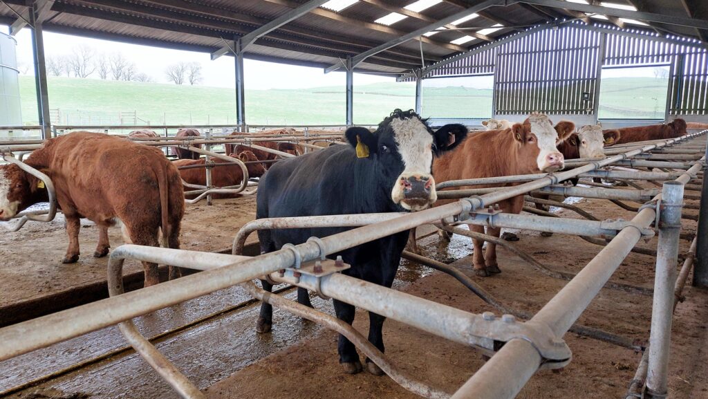 © MAG/Shirley Macmillan