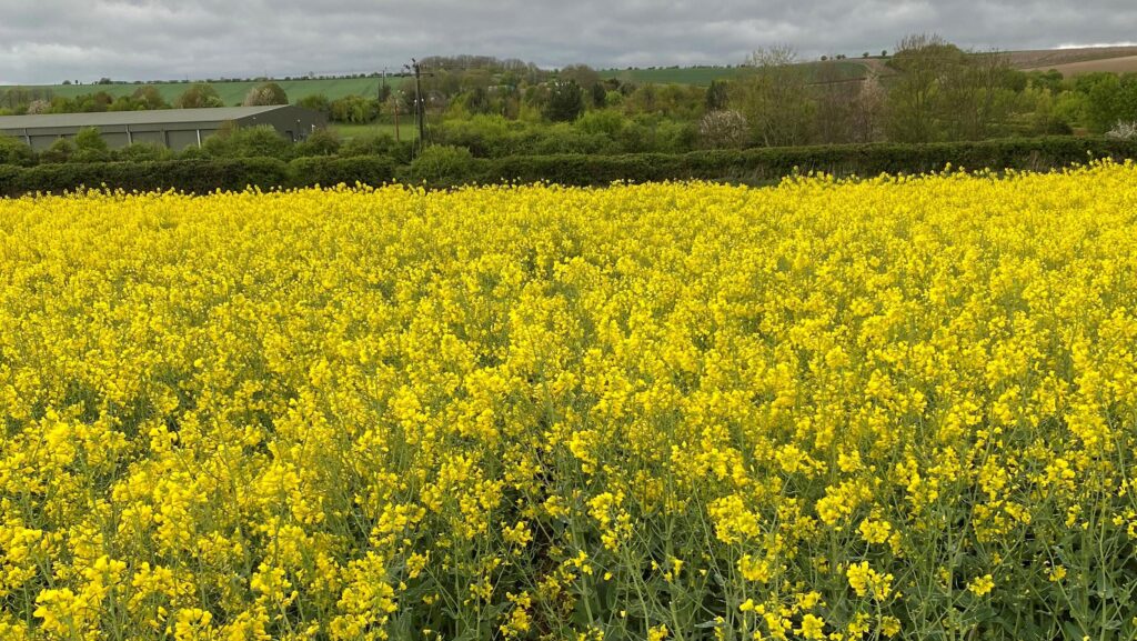 Crios oilseed rape variety