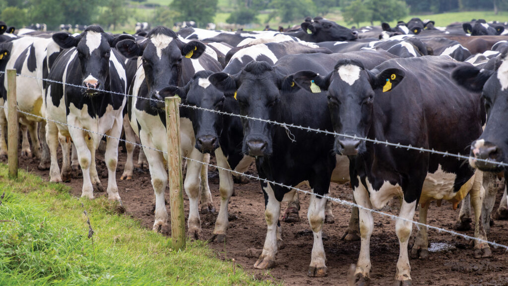 FW Survey 2025: A year of improvement - for some farms