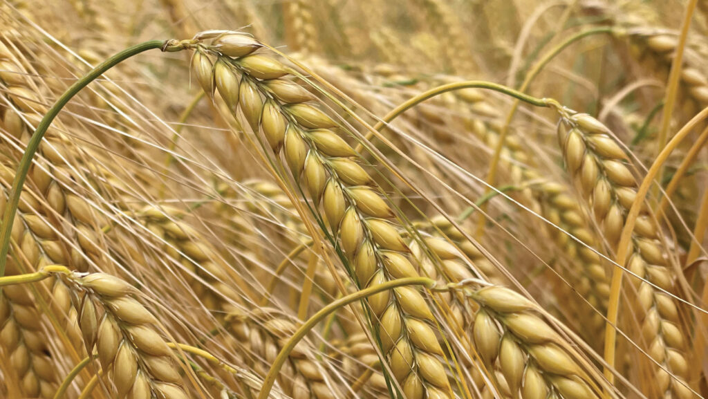 Close up of mature barley