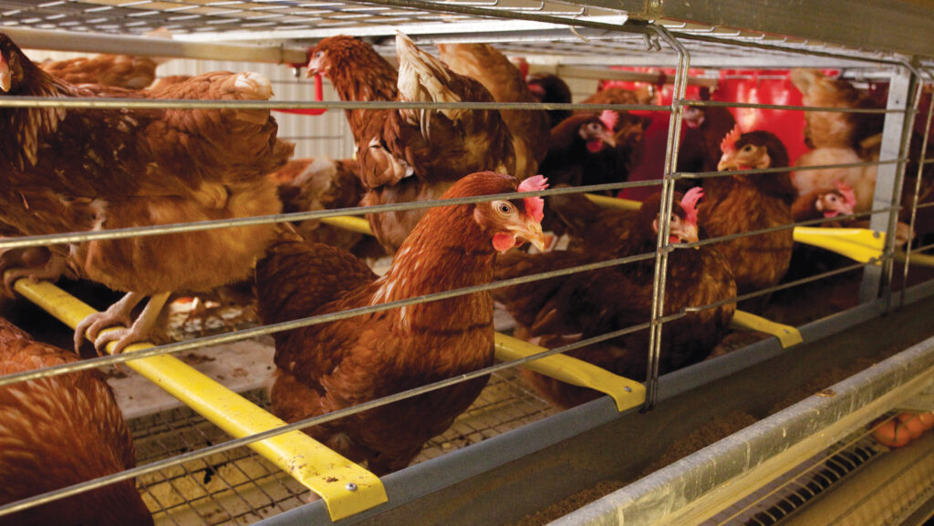 © British Egg Industry Council