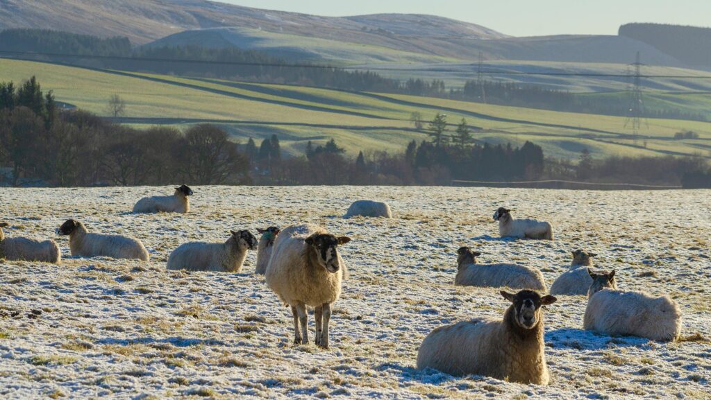 Scottish government unveils £660m farming budget