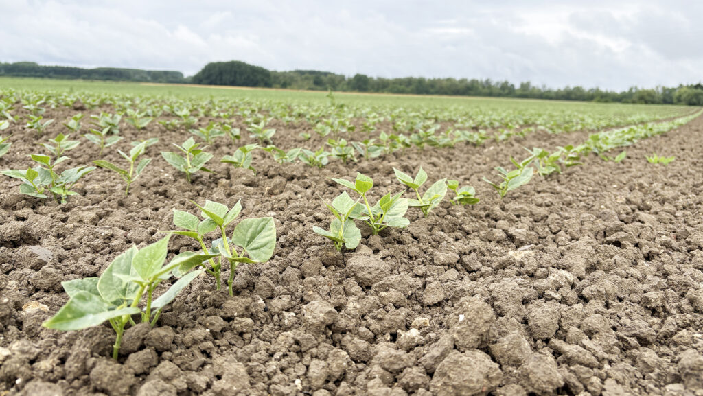 FarmDroid seeded beans