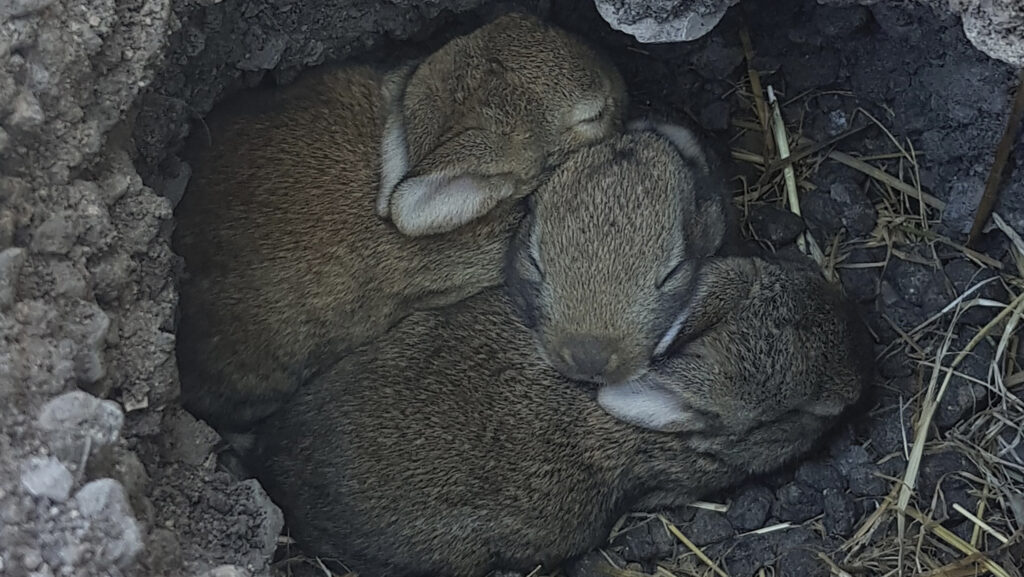 Baby bunnies asleep
