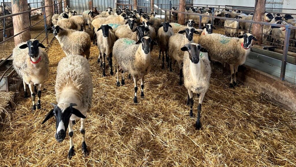 Greek sheep and goat flocks hit hard by pox outbreak