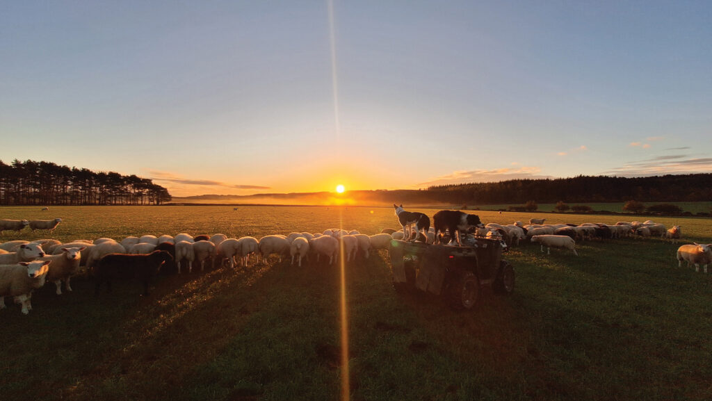 Sheep in field with dogs at sunrise