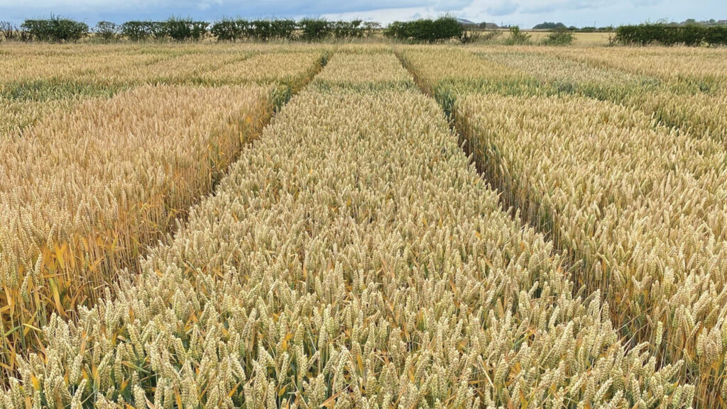 Guardsman hard feed wheat