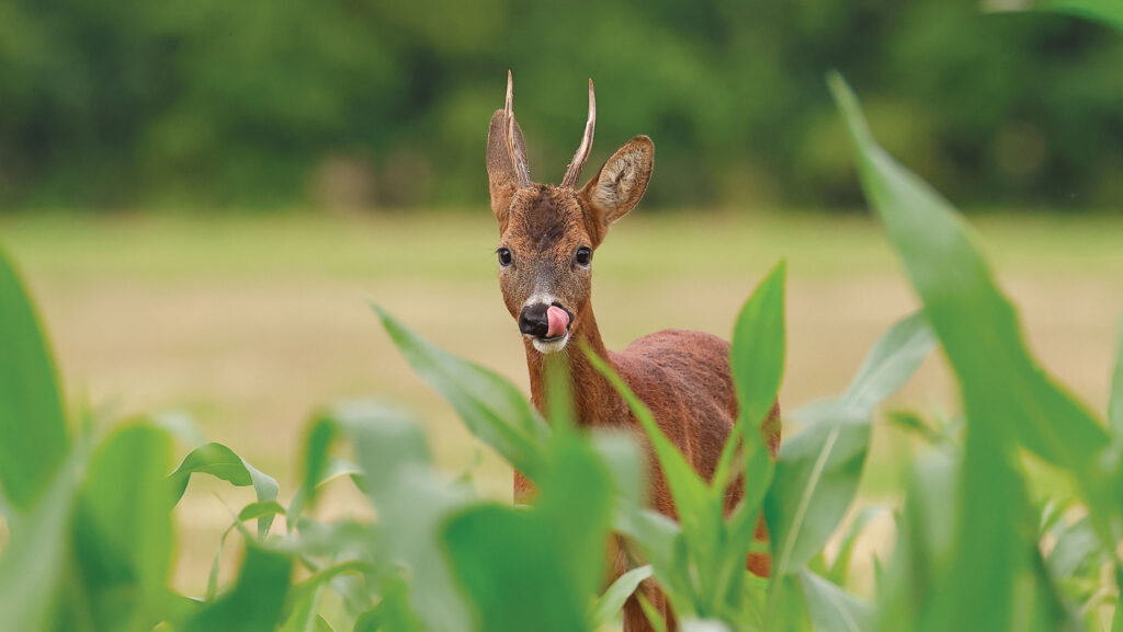 Deer licking its nose
