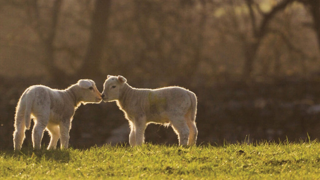 Lambs kissing