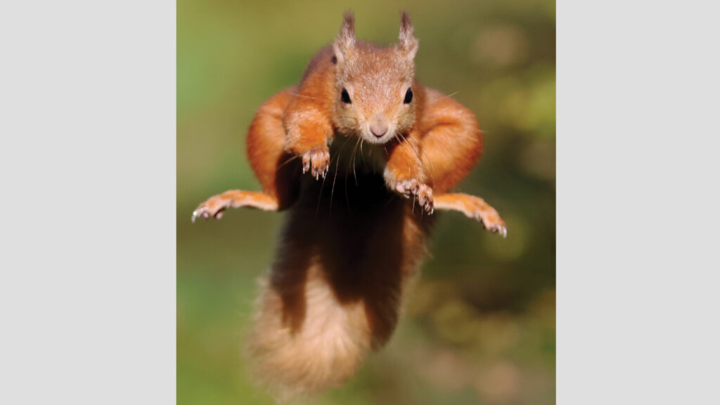 Squirrel jumping