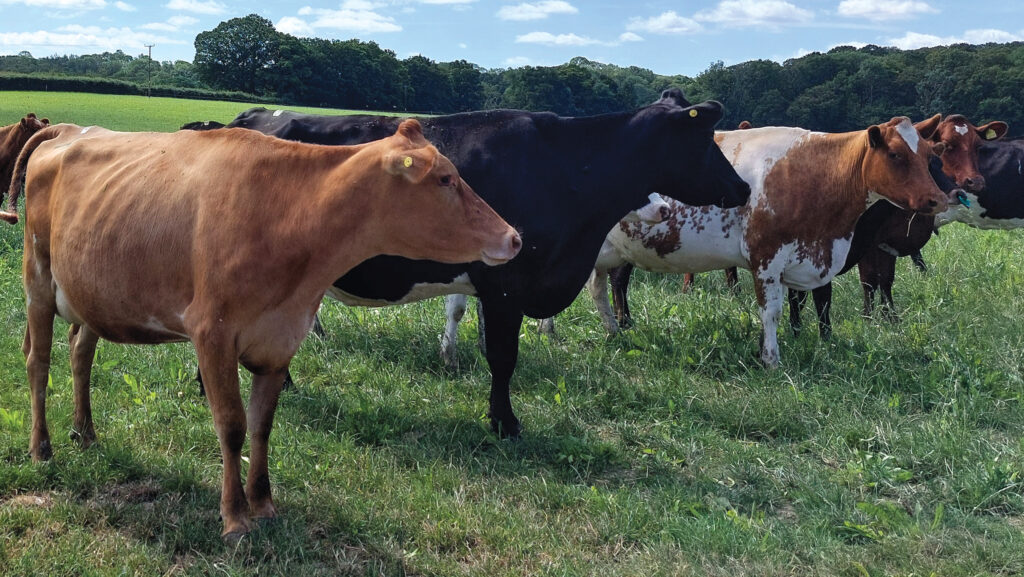 Cows at Marshalls Farm