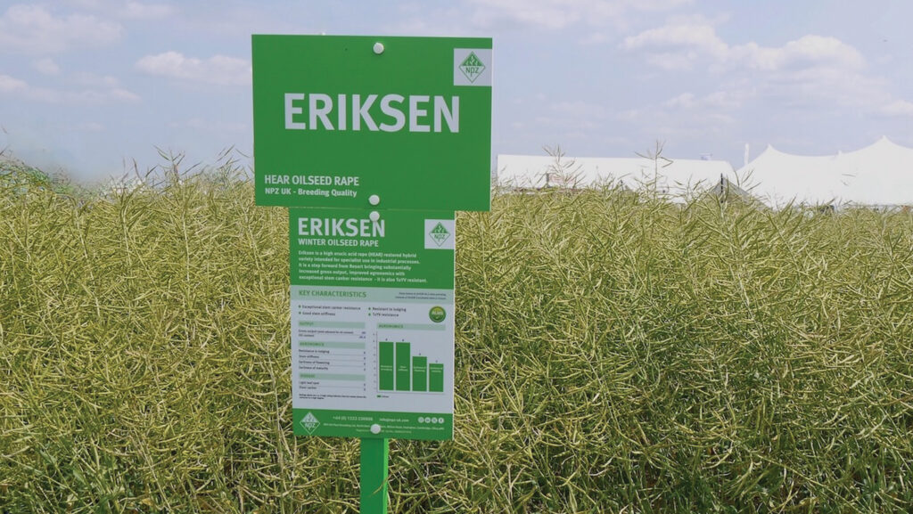 Eriksen oilseed rape variety
