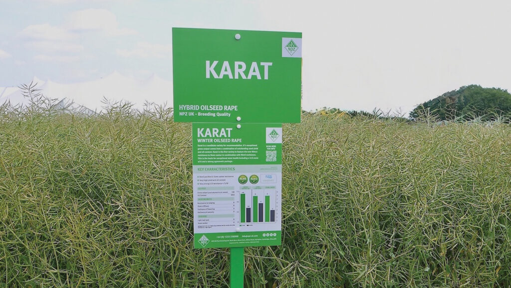 Karat oilseed rape variety