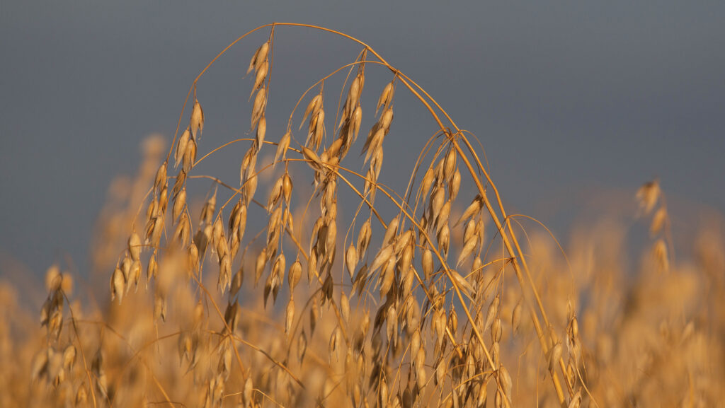 Oats ready for harvest © Tim Scrivener