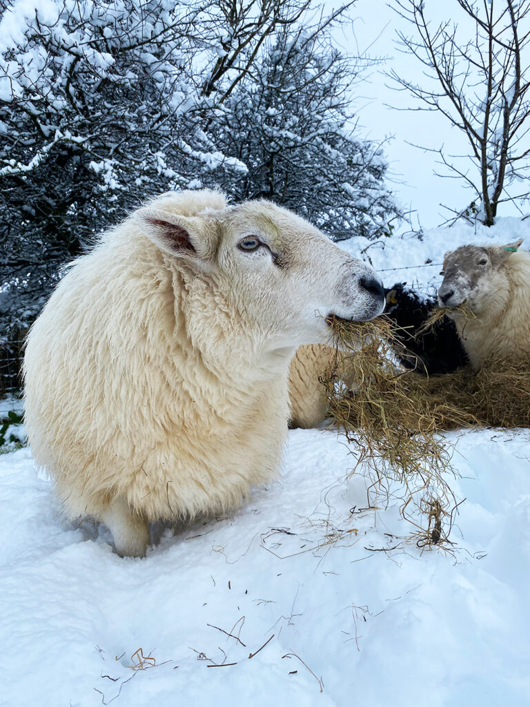 Sheep eating hay in the snow