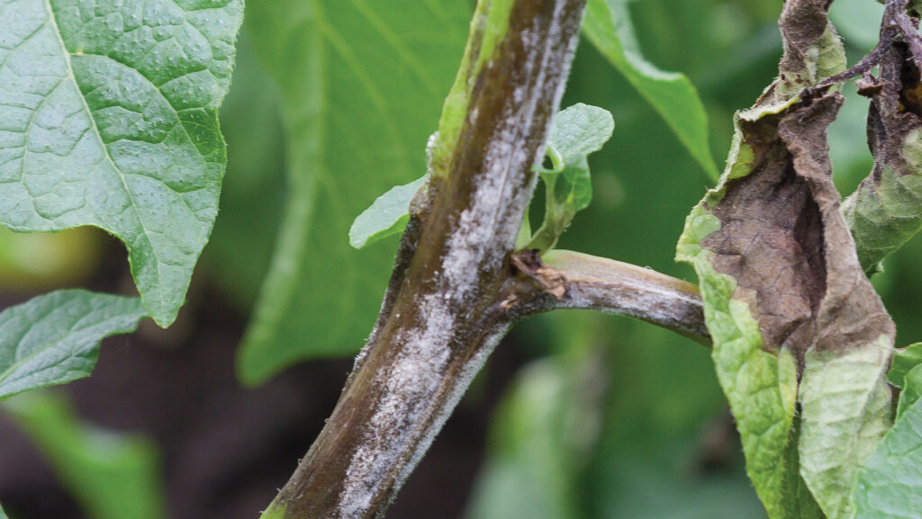 Potato blight on a plant stem