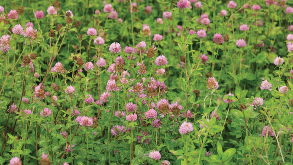 Red clover