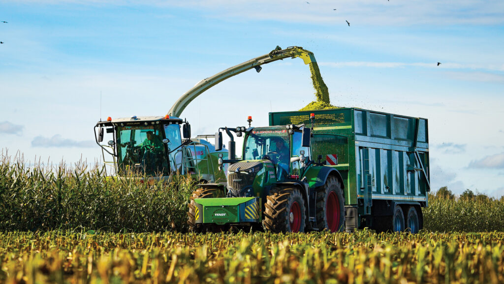 Maize harvesting