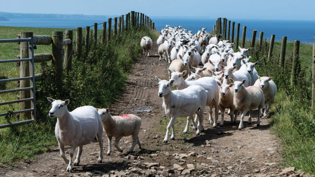 Sheep at Scadghill Farm
