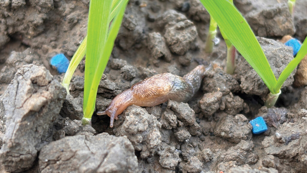 New slug pellet with novel active ingredient available