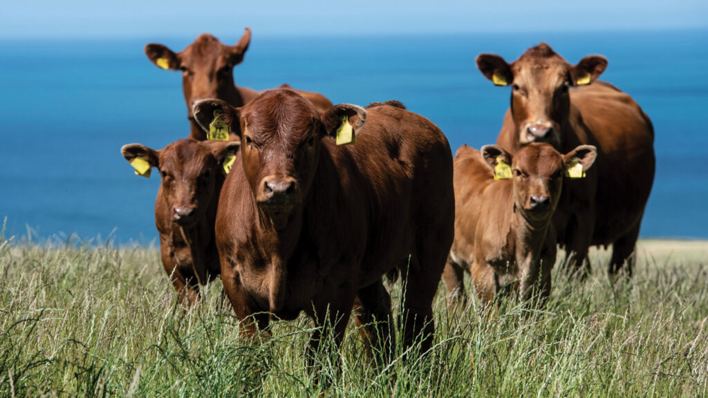 Stabiliser cattle at Scadghill Farm © The Priest family