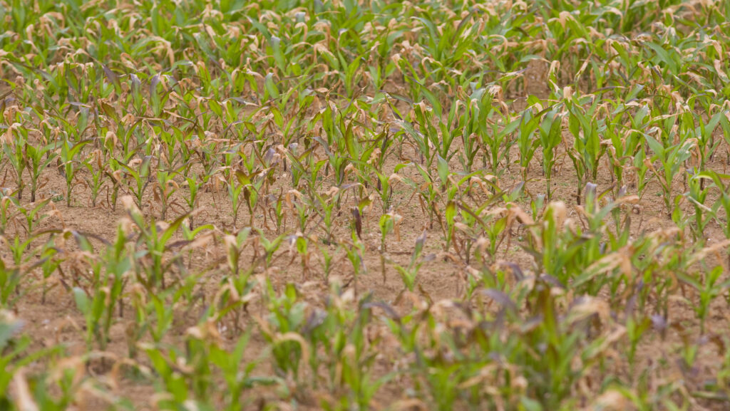UK arable farms lose £828m because of extreme weather