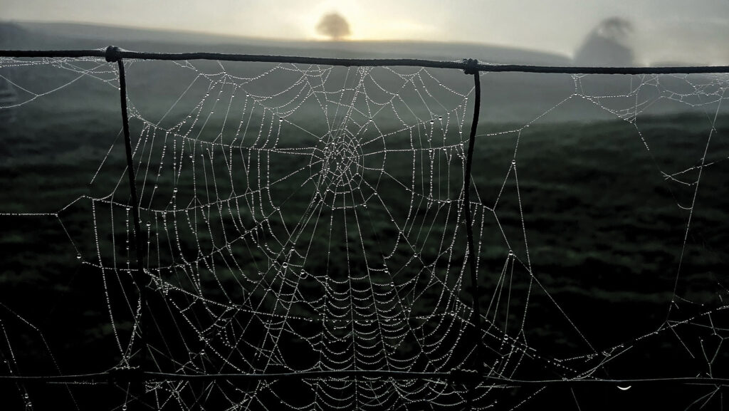 Spider's web 
