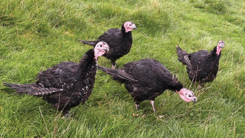 Turkeys