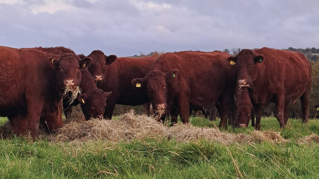 Cattle bale grazing © Richard Stanbury