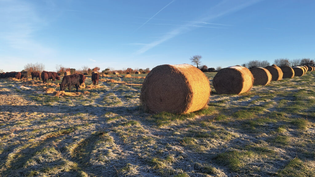 Cattle bale grazing