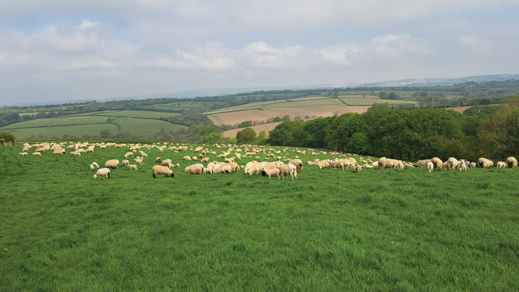 Ewes and lambs grazing in mobs on permanent pasture