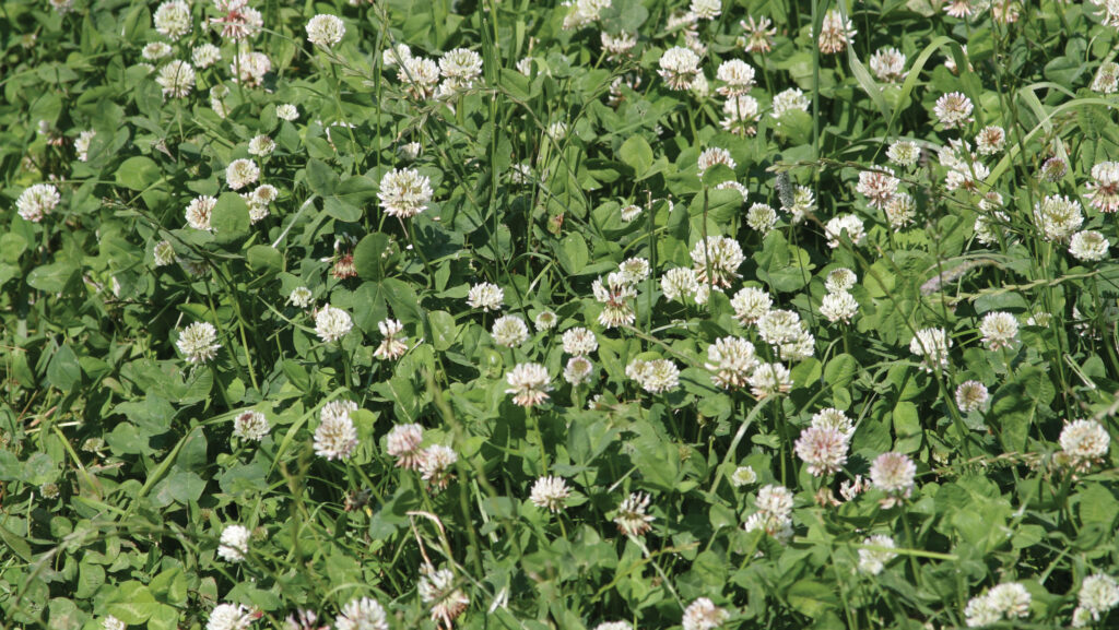 White clover
